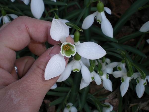 Tre piante alla selva di Gallignano